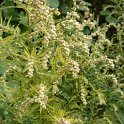 Artemisia vulgaris 'Oriental Lime' fleur